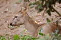 Wild female roe deer