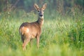 Wild female roe deer in a field, looking at the camera Royalty Free Stock Photo
