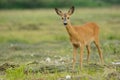 Roe deer portrait Royalty Free Stock Photo