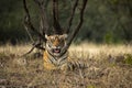 Wild female royal bengal tiger resting in natural green background at ranthambore national park or tiger reserve rajasthan india