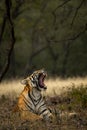 Wild female royal bengal tiger yawning in natural green background at ranthambore national park or tiger reserve rajasthan india