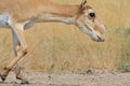 Wild female Saiga antelope in Kalmykia steppe Royalty Free Stock Photo