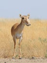 Wild female Saiga antelope in Kalmykia steppe Royalty Free Stock Photo