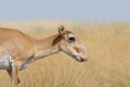 Wild female Saiga antelope in Kalmykia steppe Royalty Free Stock Photo