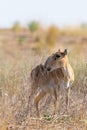 Wild female Saiga antelope or Saiga tatarica in steppe Royalty Free Stock Photo