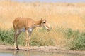 Wild female Saiga antelope at the watering place in the steppe Royalty Free Stock Photo