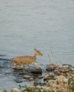 wild female spotted deer or chital or axis deer crossing ramganga river blue water in winter season during safari at dhikala jim