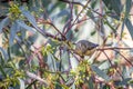 Wild Female Spotted Pardalote, Woodlands Historic Park, Victoria, Australia, June 2019