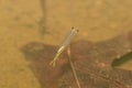 Wild female Streptocephalus sealii, the spiny-tail fairy shrimp