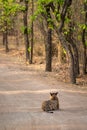 Wild female tiger from bandhavgarh resting on cool sand of a middle of jungle track at bandhavgarh tiger reserve or national park Royalty Free Stock Photo