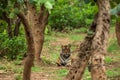 Wild female tiger in natural green background during outdoor safari at sariska national park or tiger reserve rajasthan india