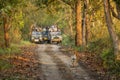 wild female tiger or panthera tigris a showstopper head on road in morning territory stroll and blurred safari vehicles tourist in