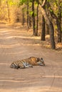 Wild female tiger resting on middle of forest track in bandhavgarh national park Royalty Free Stock Photo