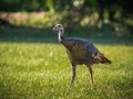 Wild female turkey walks through grass field Royalty Free Stock Photo