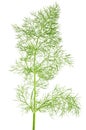 Wild fennel