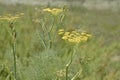 Wild Fennel or Foeniculum vulgare.