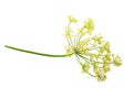 Wild fennel flower isolated.