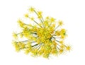 Wild fennel flowers