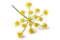 Wild fennel flowers Royalty Free Stock Photo