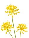 Wild fennel flowers Royalty Free Stock Photo