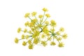 Wild fennel flowers