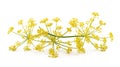 Wild fennel flowers Royalty Free Stock Photo