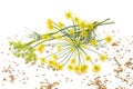 Wild fennel