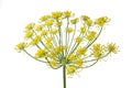 Wild fennel flowers