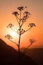 Wild Fennel plant silhouetted against the setting sun