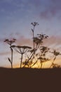 Wild Fennel plants at dusk