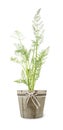 Wild fennel in vase