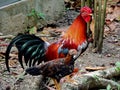 Feral Chickens, St. John, US Virgin Islands