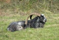 Wild Feral Goat