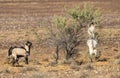 Wild feral goats feeding.