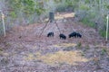 Wild Feral Hogs at a Game Feeder