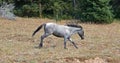 Wild Feral Horse - Blue Roan yearling mare running in the Pryor Mountains Wild Horse Range in Montana USA