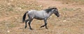 Wild Feral Horse - Blue Roan yearling mare running in the Pryor Mountains Wild Horse Range in Montana USA