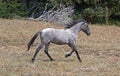 Wild Feral Horse - Blue Roan yearling mare running in the Pryor Mountains Wild Horse Range in Montana USA