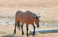 Wild Feral Horse Dun Stallion on Tillett Ridge in the Pryor Mountains Wild Horse Range in Montana