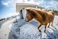 Wild feral horse trots around the public restroom in the parking lot.