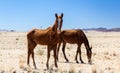 Wild feral horses near aus