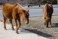 Wild feral horses roam and graze in a parking lot in Assateague Island Maryland