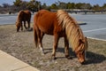 Wild feral horses roam and graze in a parking lot in Assateague Island Maryland