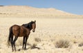 Wild feral namib horse