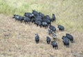 Wild feral pigs