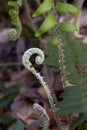 Wild fern fiddlehead macro in a forest. Royalty Free Stock Photo