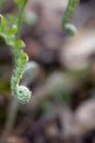 Wild fern fiddlehead macro in a forest. Royalty Free Stock Photo