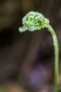 Wild fern fiddlehead macro in a forest. Royalty Free Stock Photo