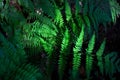 Wild fern leaf vibrant natural photo. Tropical garden minimalist abstraction. Summer foliage Green forest detail