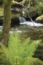 Wild fern near Torc Waterfall near Killarney, County Kerry